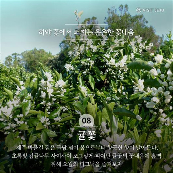 어서오세요, 제주의 봄입니다...놓치지 말아야 할 제주관광 10선