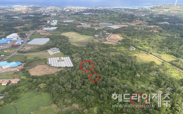 제주시, 소나무재선충병 방제사업 본격 추진
