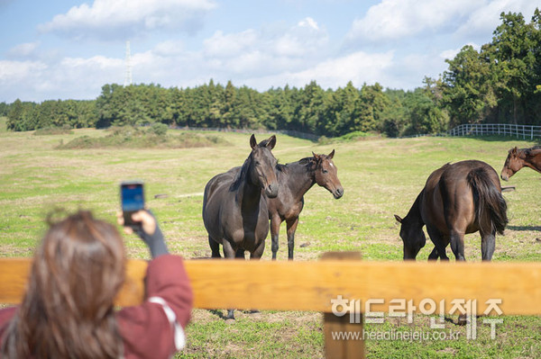 제주만의 웰니스 특화프로그램 고요한 명상, 제주의 위로
