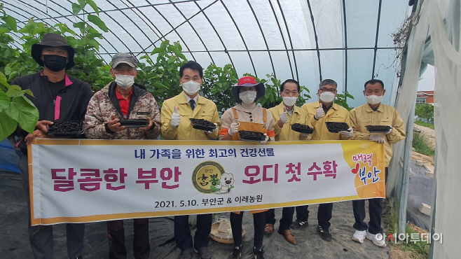 부안 참뽕 오디 수확 본격화...천연영양제로 소문나