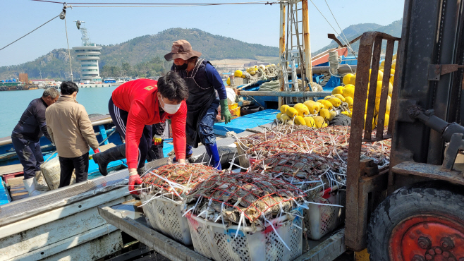 진도 서망항, 꽃게 철이 돌아왔다...알 꽉찬 봄꽃게 위판 ‘한창’