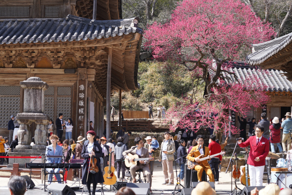 지리산 화엄사의 자랑 홍매화, 화엄매로 천연기념물 지정