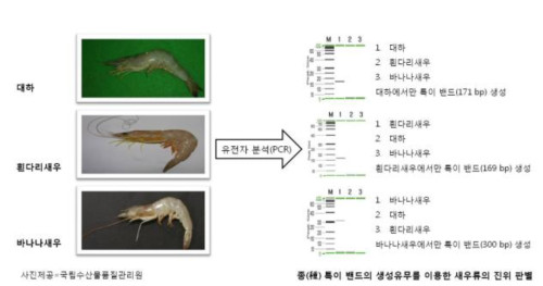 ‘대하 대신 흰다리새우?’ 육안 구별 어려운 식품원료 진위 판별법 개발