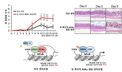 장내 염증 제어하는 새로운 기전 규명
