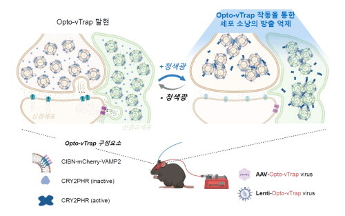 빛으로 뇌 기능 및 행동 자유자재로 조절하는 광유전학 기술 개발