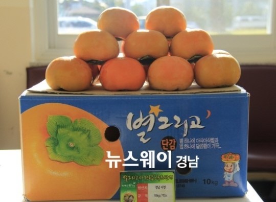 ‘별 그리고’ 사천단감 탑프루트 전국 최고 인정