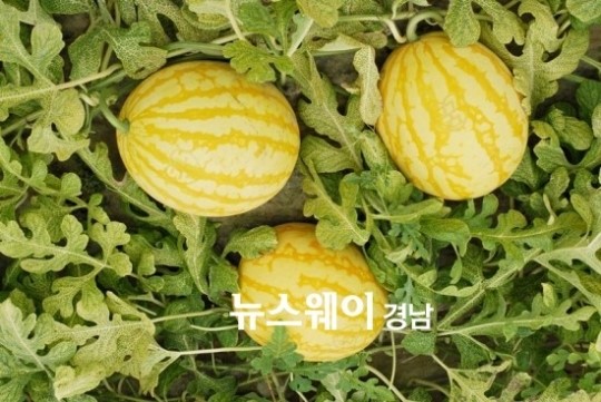 함안수박의 Win-Win 전략 ‘성공 스토리’