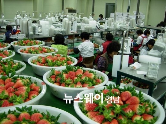 진주시 신선농산물 수출 지속 성장