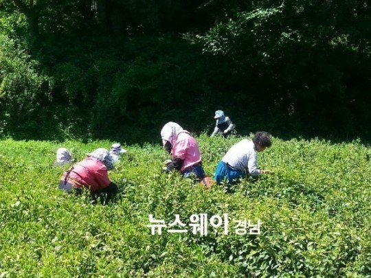 [하동 야생차 투어 연우제다 귀농일기] 처음 찻잎 따는 날