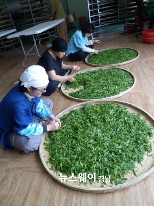 [하동 야생차 투어 연우제다 귀농일기]녹차 사세요~