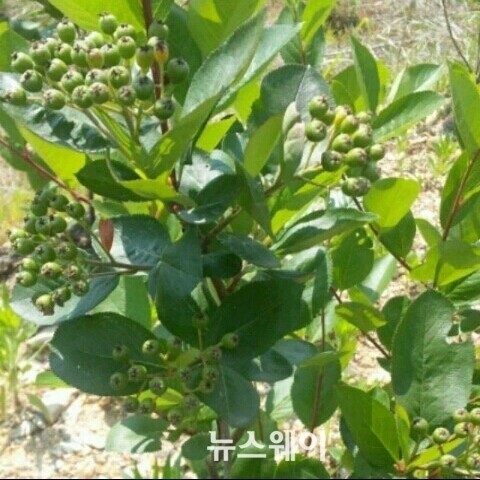 강진군, 아로니아 마케팅 선점 교두보 마련