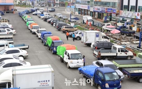 지금 완도는 다시마 위판이 ‘한창’