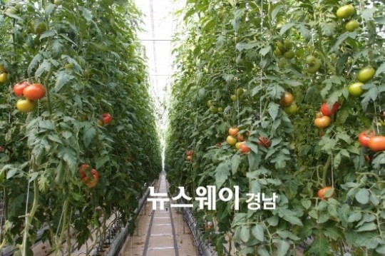진주시 신선농산물 꾸준한 수출 성장세 보여