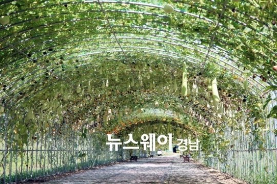 [NW포토]]밀양 미르피아 오토캠핑장에 호박이 주렁주렁