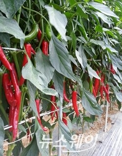 고창 ‘황토배기 해풍고추’ 수도권 백화점 납품 ‘눈길’