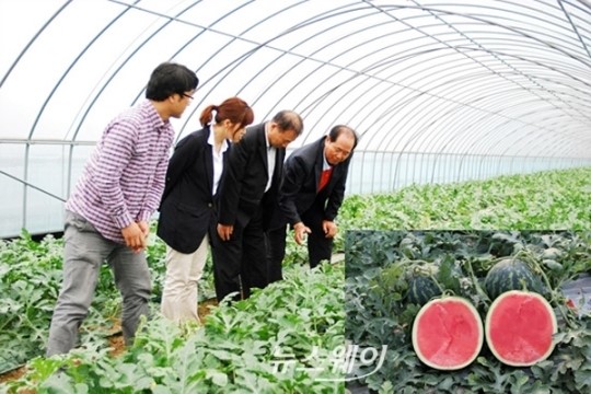 ‘정읍 단풍미인 씨 없는 수박’ 일본 첫 수출