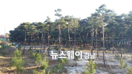 하동군, 송림공원 진입로 입구에 기증 소나무 심어