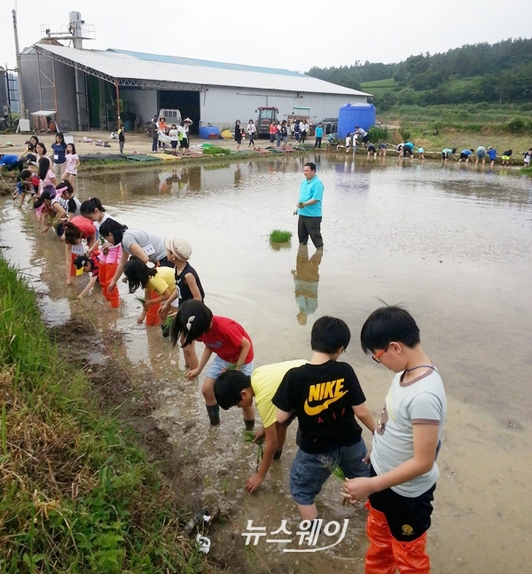 해남 친환경쌀 급식학교 체험행사 인기