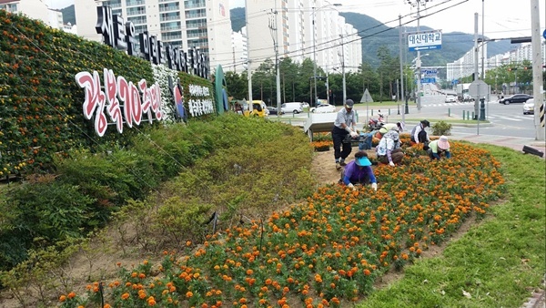 경산 백천네거리 꽃동산 메리골드 장식 눈길