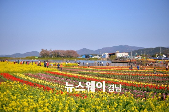 남해 장평소류지에서 튤립의 향연에 빠져보세요