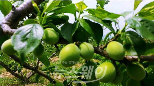 구례군, “매실 제대로 알고 먹기” 캠페인 펼쳐