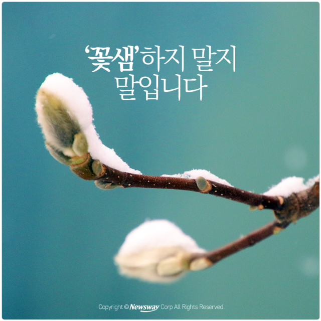 [카드뉴스] ‘꽃샘’하지 말지 말입니다