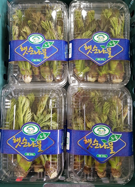 산채의 고장 상주, 햇순나물 수확 개시