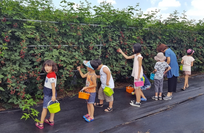 정읍시농업기술센터, 블랙베리 판로 확보 주력
