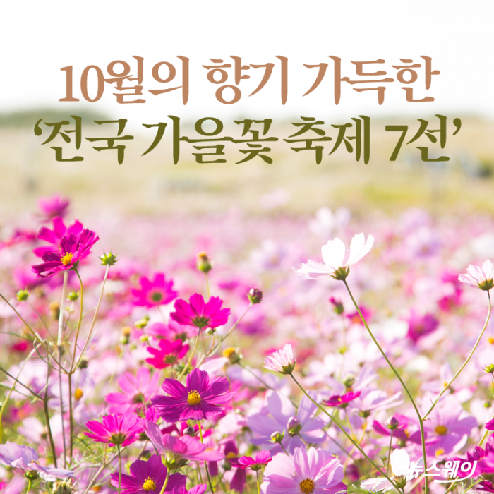 [카드뉴스]10월의 향기 가득한 ‘전국 가을꽃 축제 7선’