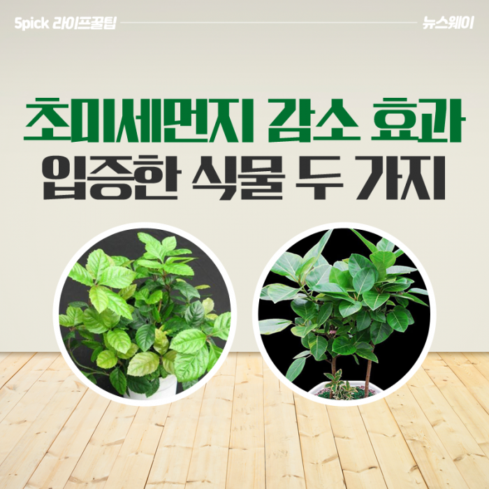 [라이프 꿀팁]초미세먼지 감소 효과 입증한 식물 두 가지