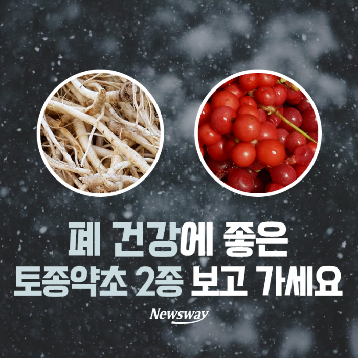 [카드뉴스]폐 건강에 좋은 토종약초 2종 보고 가세요