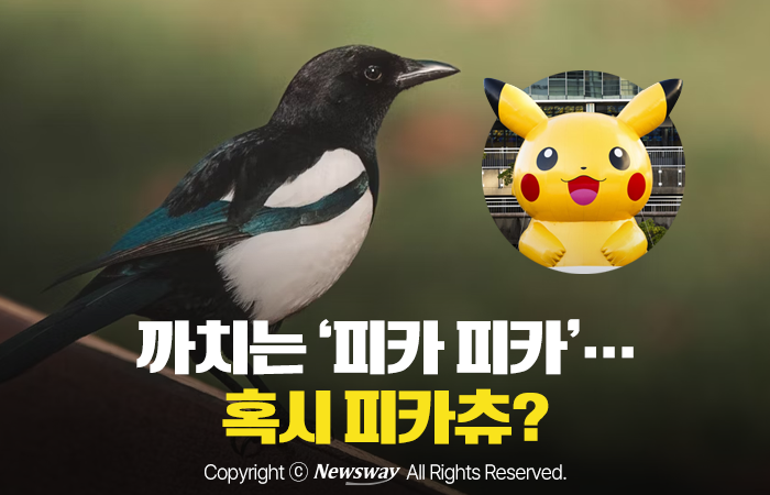 [카드뉴스]까치는 피카 피카…혹시 피카츄?