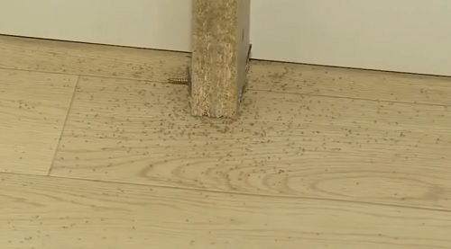 벌레 아파트 논란 동탄 금강펜터리움, 원인은 가구?