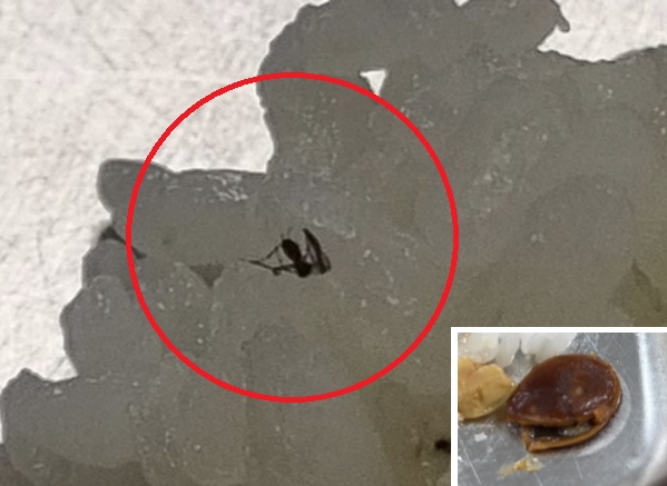 [노컷영상] 대학교 기숙사 식당, 밥에 파리 사체 붙어 있고 짜장 소스엔 감 씨까지
