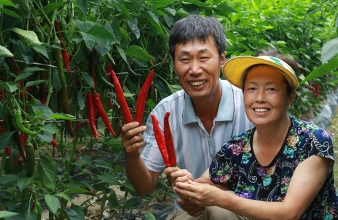 괴산고추품평회 대상 정운경씨