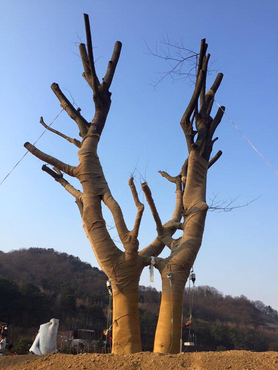 느티나무 ‘연리지’ 대전 뿌리공원 상징물로 주목