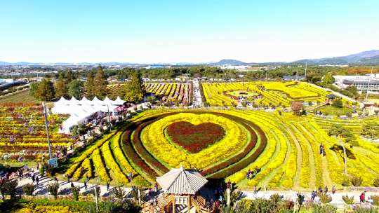 서산국화축제