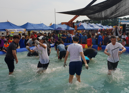 [사진뉴스]  서산갯마을축제, 낙지 잡았어요