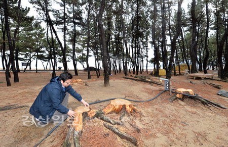 [현장르포]울산지역 해안가 송림에서 피서, 옛말 될 수도…