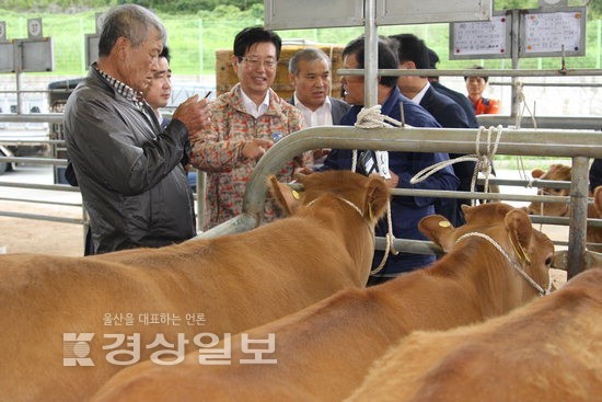 양질의 한우생산 최선 당부