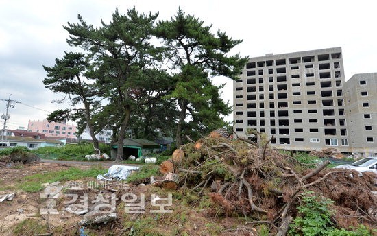 노송 보호에 수십억 투입 적절성 논란