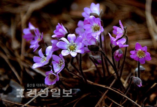 [야생화 봄 나들이]시가 된 들꽃…소박하고 강인한 삶이어라
