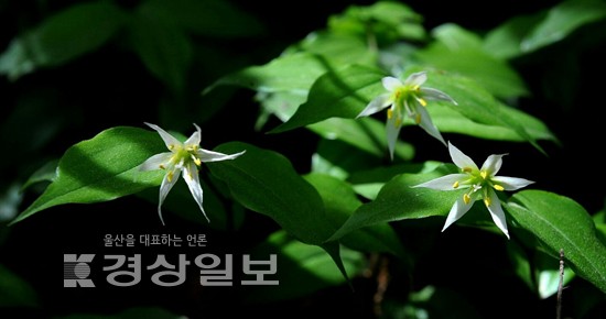 [알면 보인다. 임규동기자의 꽃이야기]애기나리