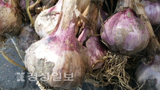 [스토리와 영양]마늘은 강한 냄새 외엔 100가지 이로운 일해백리