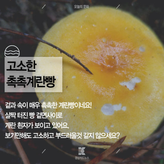 [경상카드뉴스]어느 숲속의 비밀스러운 베이커리?-남산 은월봉의 아름다운 버섯들