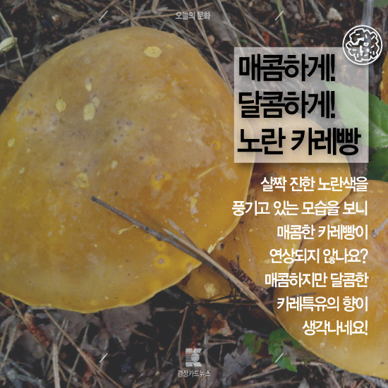 [경상카드뉴스]어느 숲속의 비밀스러운 베이커리?-남산 은월봉의 아름다운 버섯들
