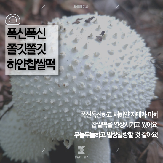 [경상카드뉴스]어느 숲속의 비밀스러운 베이커리?-남산 은월봉의 아름다운 버섯들