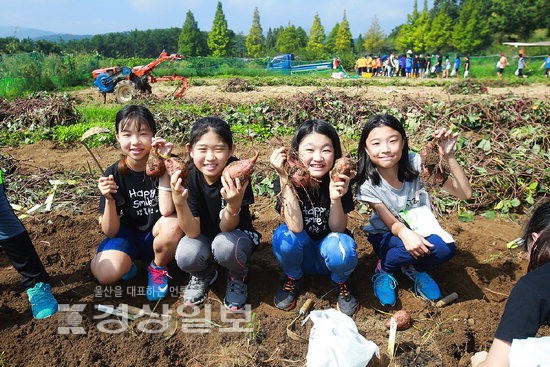 현대학원 2016 고구마 수확제 개최