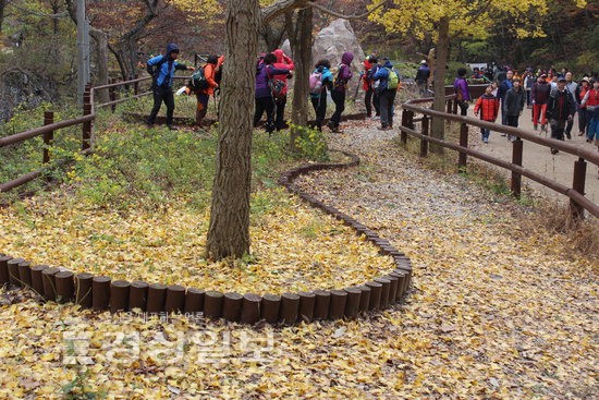 [낙엽이 멋진 울산 주변 명소]바스락바스락 걷다보면 만추의 낭만에 흠뻑 빠져든다