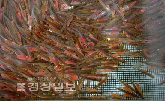 울산産 연어 첫 탄생…2019년 태화강서 만나자